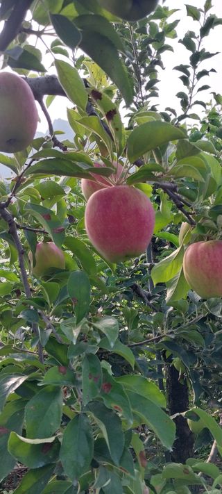 문장식님의 사과 · 영농일지 작성글 사진