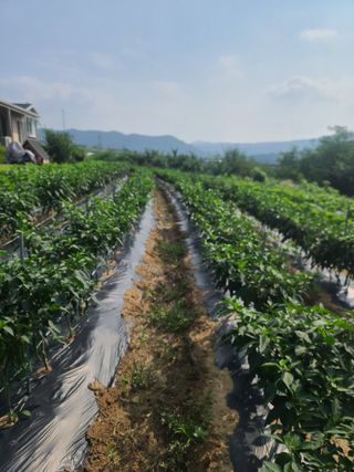 서호님의 고추 · 영농일지 작성글 사진