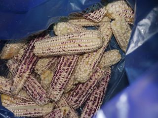 마바리63님의 옥수수 · 영농일지 작성글 사진