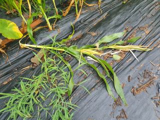 마바리63님의 옥수수 · 영농일지 작성글 사진