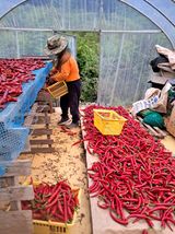 팜모닝 고추·영농일지 게시글 이미지