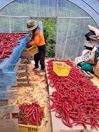 고추들깨이종우님의 고추 · 영농일지 작성글 사진