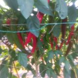 팜모닝 고추·영농일지 게시글 이미지