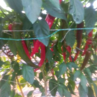 원더우먼님의 고추 · 영농일지 작성글 사진