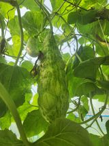 팜모닝 호박·병해충상담 게시글 이미지