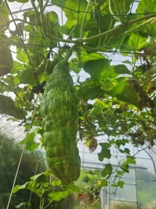 양기수님의 호박 · 병해충상담 작성글 사진