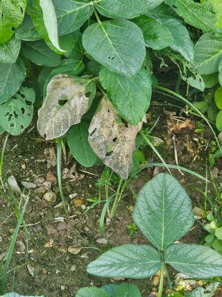 귀농 님의 콩 · 병해충상담 작성글 사진