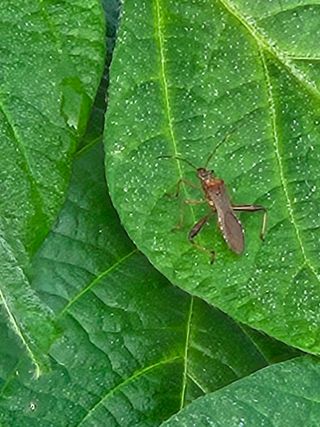 귀농 님의 콩 · 병해충상담 작성글 사진