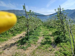 박상준 님의 사과 · 영농일지 작성글 사진