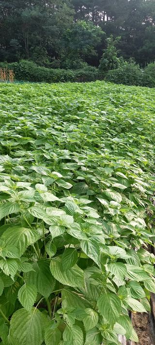 고병길님의 들깨 · 영농일지 작성글 사진