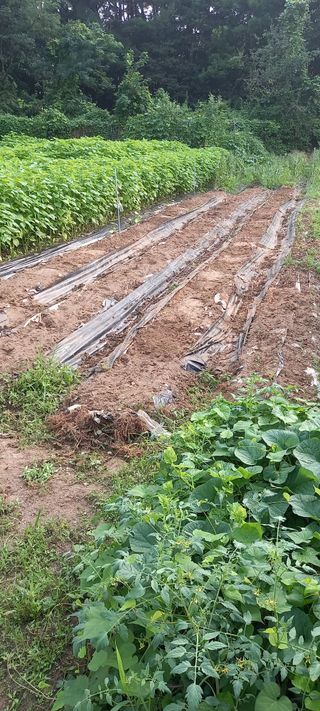 고병길님의 들깨 · 영농일지 작성글 사진