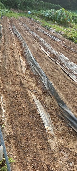 고병길님의 들깨 · 영농일지 작성글 사진