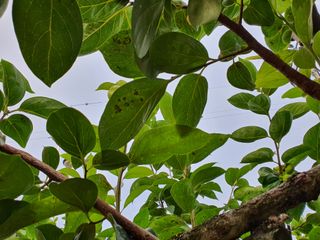 김병진님의 감 · 병해충상담 작성글 사진