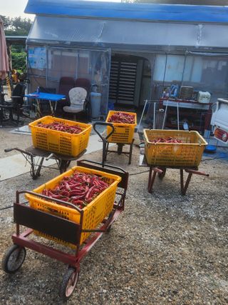 이덕우님의 고추 · 영농일지 작성글 사진