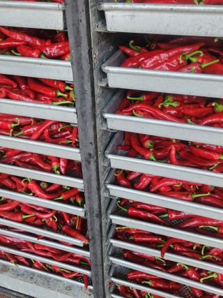 이덕우님의 고추 · 영농일지 작성글 사진