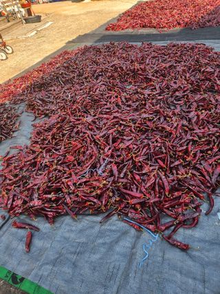 이덕우님의 고추 · 영농일지 작성글 사진