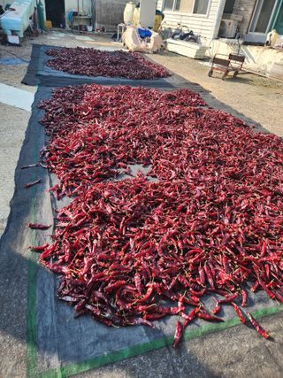 이덕우님의 고추 · 영농일지 작성글 사진