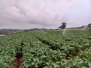 김은팔님의 콩 · 영농일지 작성글 사진