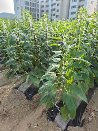 김연숙님의 참깨 · 영농일지 작성글 사진