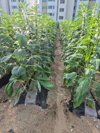 김연숙님의 참깨 · 영농일지 작성글 사진