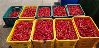 호박12438님의 고추 · 영농일지 작성글 사진