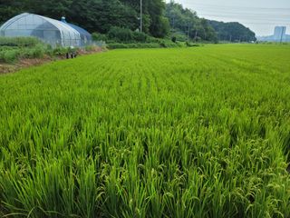 이순규님의 벼 · 영농일지 작성글 사진