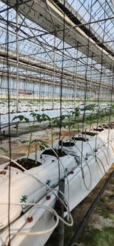 팜모닝 토마토·영농일지 게시글 이미지