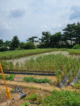 안동환님의 참깨 · 영농일지 작성글 사진