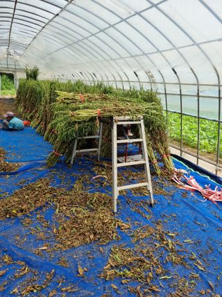 안동환님의 참깨 · 영농일지 작성글 사진