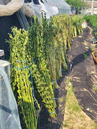 오경남님의 참깨 · 영농일지 작성글 사진