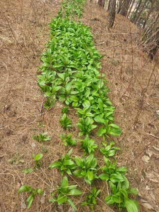 플러스밸류님의 기타작물 · 영농일지 작성글 사진