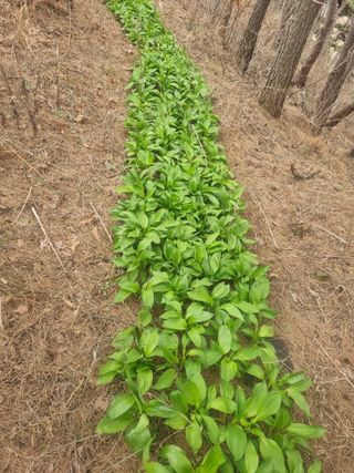 플러스밸류님의 기타작물 · 영농일지 작성글 사진