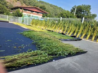 양해영님의 참깨 · 영농일지 작성글 사진
