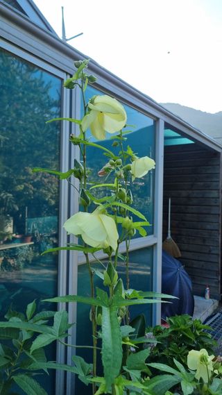 강아이리스님의 자유주제 · 자유게시판 작성글 사진