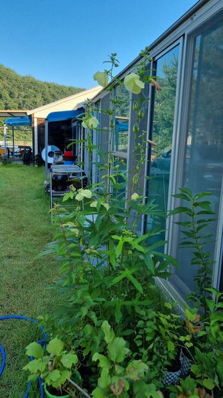 강아이리스님의 자유주제 · 자유게시판 작성글 사진