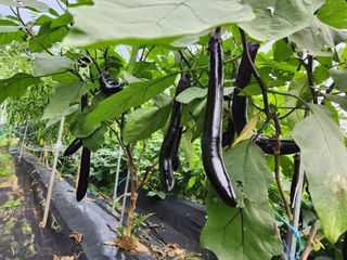 조선된장님의 기타작물 · 영농일지 작성글 사진