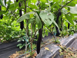 조선된장님의 기타작물 · 영농일지 작성글 사진