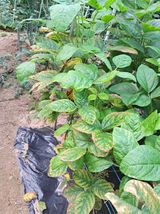 팜모닝 콩·병해충상담 게시글 이미지