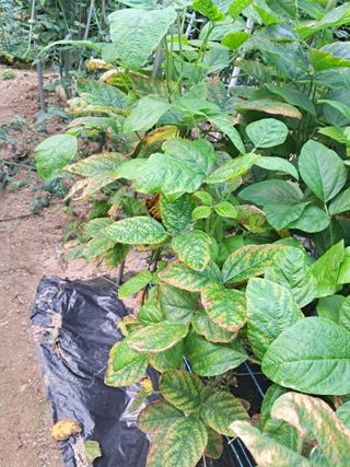 하루돌이님의 콩 · 병해충상담 작성글 사진