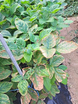 하루돌이님의 콩 · 병해충상담 작성글 사진