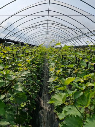 우정농원님의 포도 · 영농일지 작성글 사진