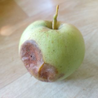 얼큰이님의 감 · 병해충상담 작성글 사진