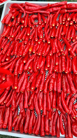 경기고양휘파람농장님의 고추 · 영농일지 작성글 사진