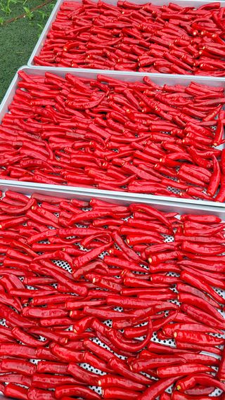 경기고양휘파람농장님의 고추 · 영농일지 작성글 사진