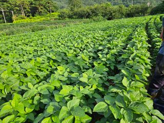 김형선님의 콩 · 영농일지 작성글 사진