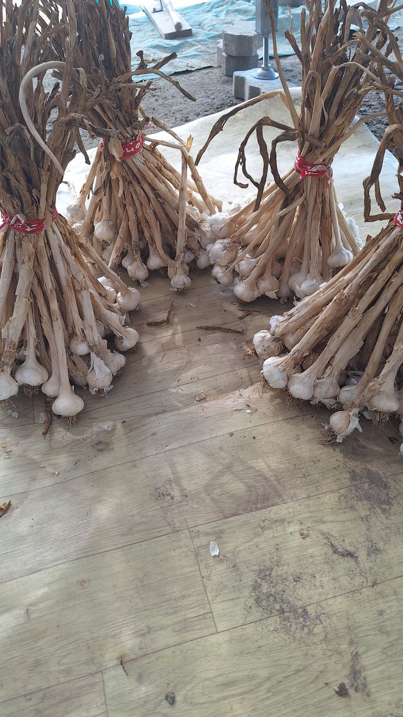 오남현님의 장터 판매 상품 [마늘2접] 첨부 사진