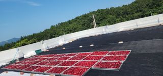 고추농사 정 미라님의 자유주제 · 자유게시판 작성글 사진