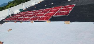 고추농사 정 미라님의 자유주제 · 자유게시판 작성글 사진