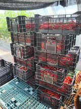 팜모닝 ☀️8월 농작업 계획·참여글 게시글 이미지