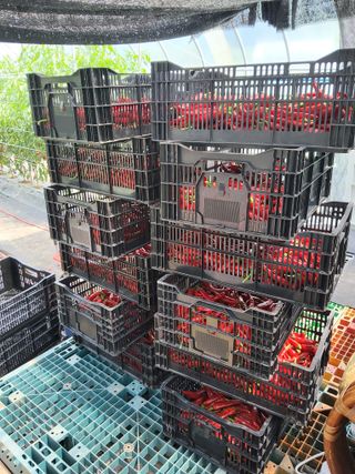 참깨6080님의 ☀️8월 농작업 계획 · 참여글 작성글 사진